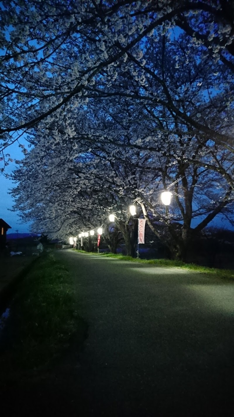 春近の桜並木