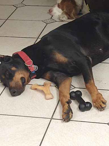 Pet Supply Store «Petco Animal Supplies», reviews and photos, 8111 W Broward Blvd, Plantation, FL 33324, USA