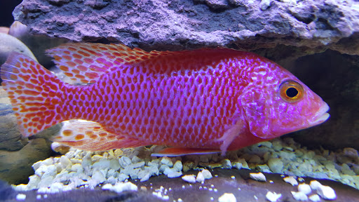 Tropical Fish Store «Living Art Aquarium», reviews and photos, 708 S Gammon Rd, Madison, WI 53719, USA