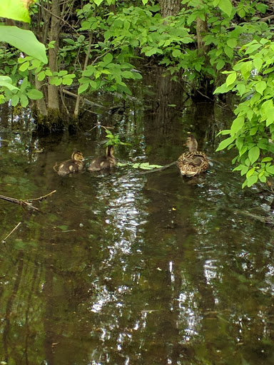 Park «Freedom Park», reviews and photos, 44705 Palmer Rd, Canton, MI 48188, USA