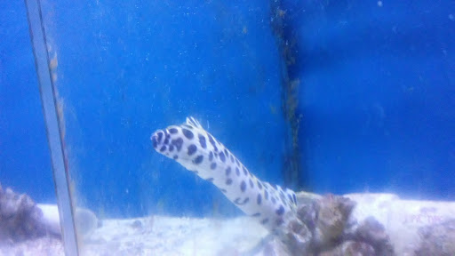 Pet Store «World Wide Pets», reviews and photos, 1307 Fayetteville Rd, Van Buren, AR 72956, USA