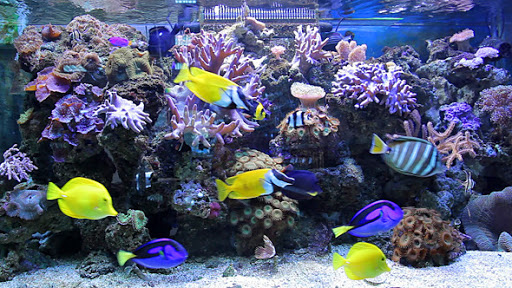 Saltwater Aquarium Shop Marine Fishes Delhi NCR