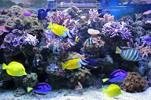 Saltwater Aquarium Shop Marine Fishes Delhi NCR image