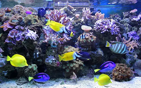 Saltwater Aquarium Shop Marine Fishes Delhi NCR image