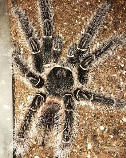 Reptile Store «Jurassic Pet Supplies», reviews and photos, 695 W Holt Ave #104, Pomona, CA 91768, USA