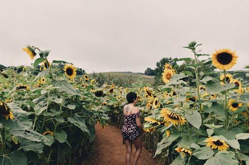 Tourist Attraction «Sunflower Maze», reviews and photos, South St, Middlefield, CT 06455, USA