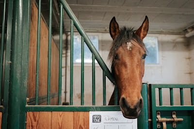 Centre equestre de vienne le Couzon à Vienne