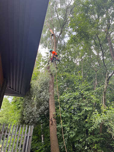 Comments and reviews of CNJ Tree Services
