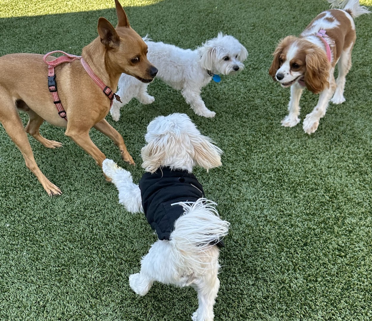 Yoko's Small Dog Care