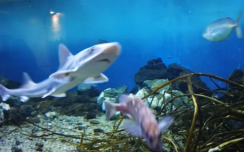 Aquarium Valparaiso image