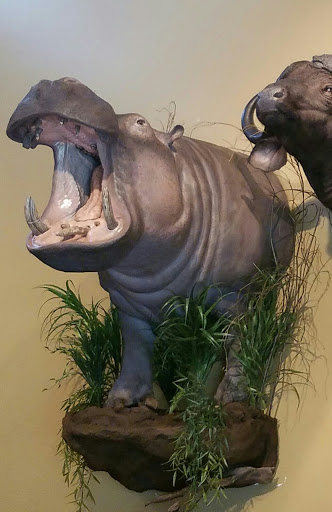 Taxidermist «HighPoint Taxidermy And Outfutters», reviews and photos, 14860 OH-13, Thornville, OH 43076, USA