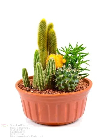 Florist «Stamford Florist», reviews and photos, 625 Bedford St, Stamford, CT 06901, USA