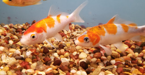 Tropical Fish Store «Pet Friendly Inc», reviews and photos, 845 Manitou Rd, Hilton, NY 14468, USA