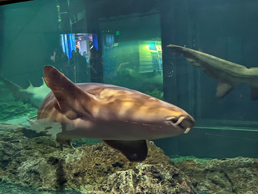 Aquarium «National Aquarium», reviews and photos, 501 E Pratt St, Baltimore, MD 21202, USA