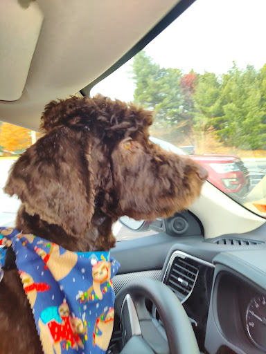 Pet Supply Store «Petco Animal Supplies», reviews and photos, 1049 S Willow St, Manchester, NH 03103, USA