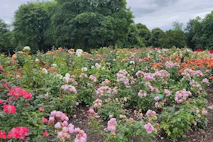 Tollcross Park Rose Garden image