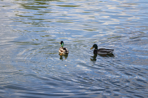 National Park «Greenbelt Park», reviews and photos, 6565 Greenbelt Rd, Greenbelt, MD 20770, USA