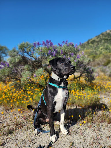 Clickstart Dog Training Academy image