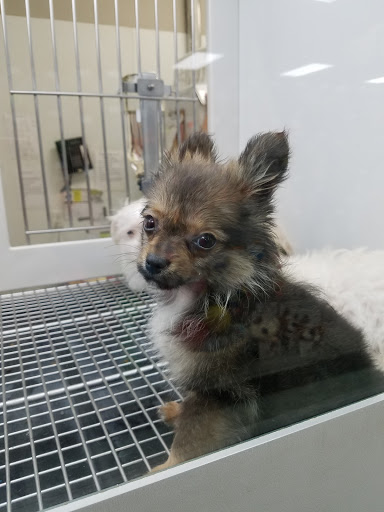 Pet Store «Petland», reviews and photos, 2123 Old Hudson Rd, St Paul, MN 55119, USA