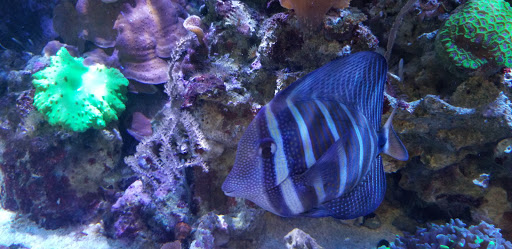 Tropical Fish Store «Aquarium Shoppe», reviews and photos, 2246 S Campbell Ave, Springfield, MO 65807, USA