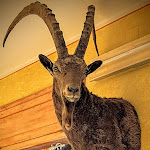 Photo n°1 de l'avis de Little.l fait le 05/01/2024 à 15:33 sur le  Trattoria Cooperativa à Caprie