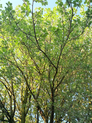 Parc du Castel Saint-Gerard à Lambersart