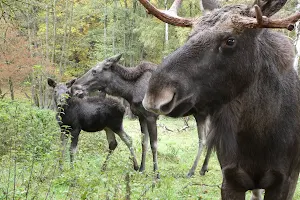 Hochwildpark Rheinland GmbH image