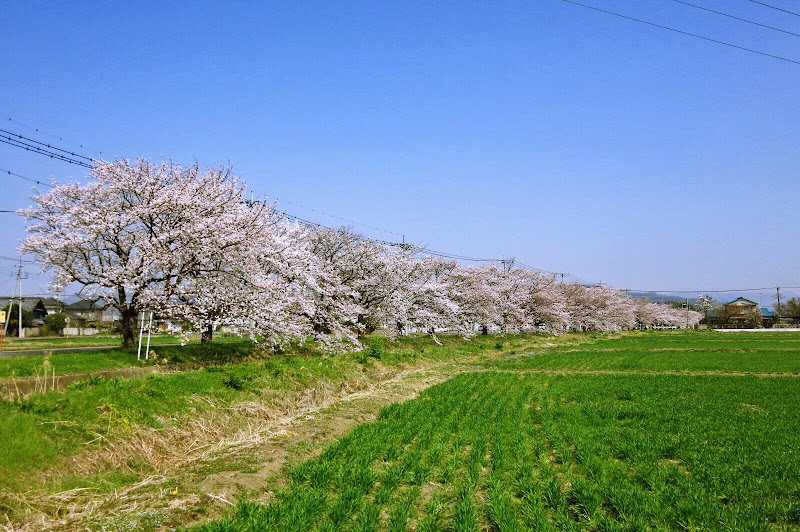 ライオンズの桜並木