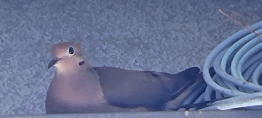 Home Improvement Store «The Home Depot», reviews and photos, 1510 Ring Rd, Elizabethtown, KY 42701, USA