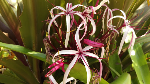 Zoo «Central Florida Zoo & Botanical Gardens», reviews and photos, 3755 NW Hwy 17-92, Sanford, FL 32771, USA