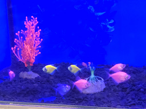 Pet Supply Store «Petco Animal Supplies», reviews and photos, 2001 15th Ave W b, Seattle, WA 98119, USA