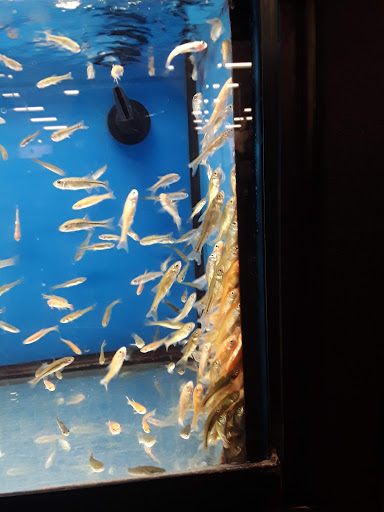 Pet Supply Store «Petco Animal Supplies», reviews and photos, 2784 W Peoria Ave, Phoenix, AZ 85029, USA