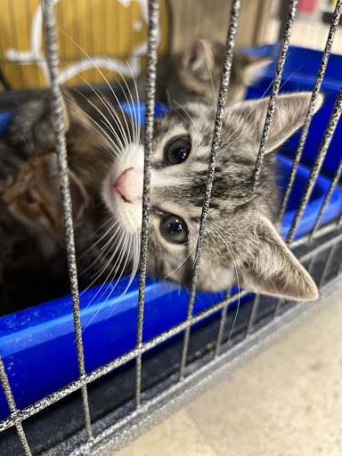 Pet Store «Petland», reviews and photos, 351 Diederich Blvd, Ashland, KY 41101, USA