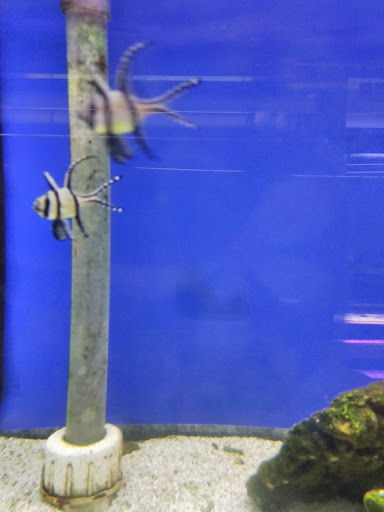 Tropical Fish Store «Caribbean Blue Aquatics Inc», reviews and photos, 1756 Sunrise Hwy, Bay Shore, NY 11706, USA