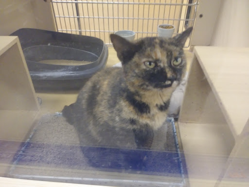 Pet Supply Store «PetSmart», reviews and photos, 150 Glynn Isle, Brunswick, GA 31525, USA