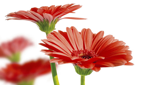 Florist «The Curly Willow», reviews and photos, 1868 12600 S, Riverton, UT 84065, USA