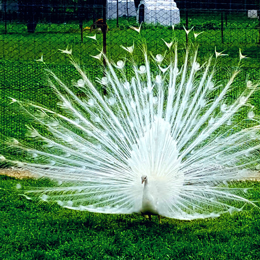 Restaurant «Hidden Valley Animal Adventure», reviews and photos, 2887 Royce Rd, Varysburg, NY 14167, USA