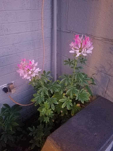 Restaurant «45th Parallel Cafe», reviews and photos, 102 W Broadway, Suttons Bay, MI 49682, USA