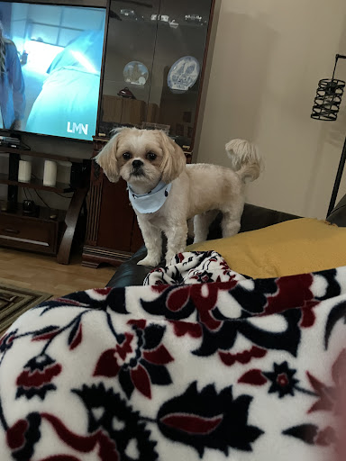 Pet Store «Pets Place Grooming», reviews and photos, 1272 SW California Blvd, Port St Lucie, FL 34953, USA