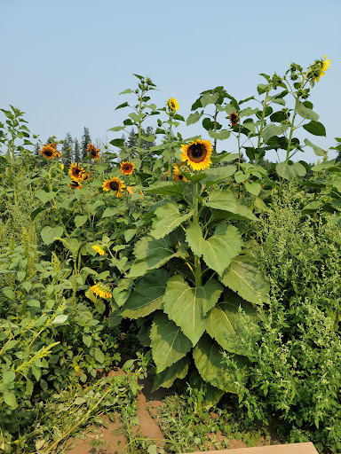Pumpkin Patch «Rutledge Corn Maze LLC», reviews and photos, 302 93rd Ave SE, Olympia, WA 98501, USA
