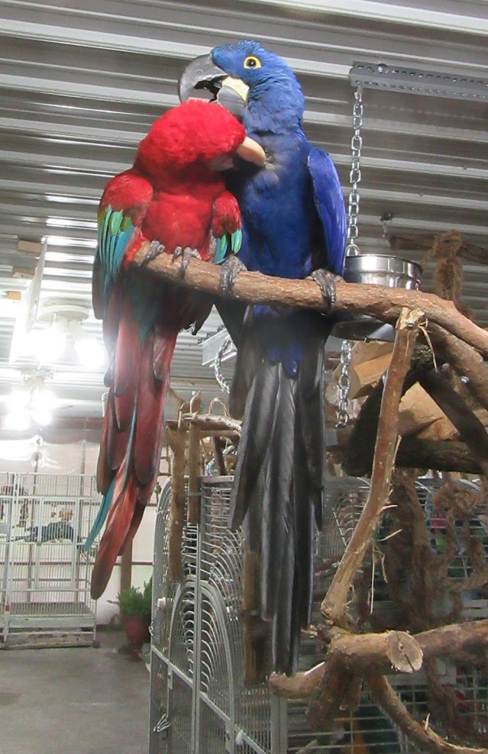 Iowa Parrot Rescue