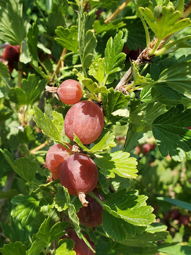 Hoen's Orchard