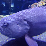 Photo n° 2 de l'avis de Vin.i fait le 25/12/2023 à 21:29 pour Nausicaa Centre National De La Mer à Boulogne-sur-Mer