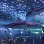 Photo n° 8 de l'avis de U.a fait le 02/11/2022 à 11:20 pour Aquarium de Touraine à Lussault-sur-Loire