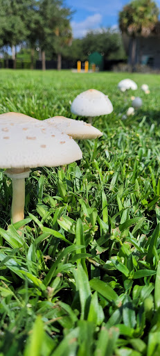 Park «Capehart Park», reviews and photos, 715 Capehart Dr, Orlando, FL 32822, USA