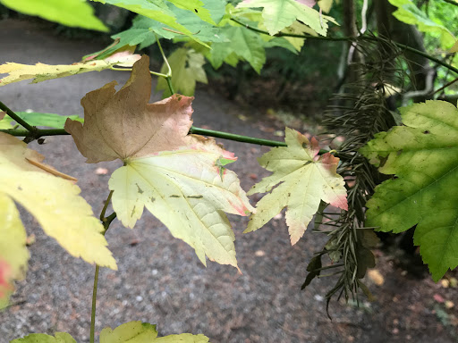 Park «Zumdieck Park», reviews and photos, 1500 108th Ave NE, Bellevue, WA 98004, USA