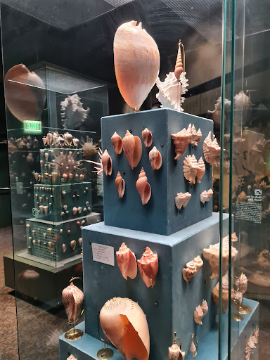 Natural History Museum «Fernbank Museum of Natural History», reviews and photos, 767 Clifton Rd, Atlanta, GA 30307, USA