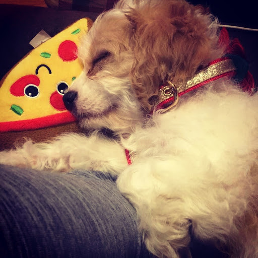 Pet Store «Petland», reviews and photos, 1514 Stonecreek Dr, Pickerington, OH 43147, USA