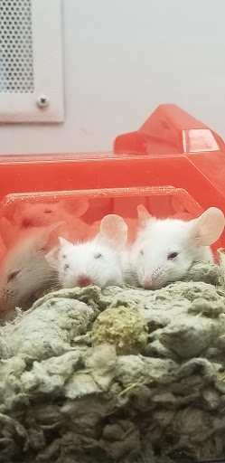 Pet Supply Store «Petco Animal Supplies», reviews and photos, 4209 Wheaton Way, Bremerton, WA 98310, USA