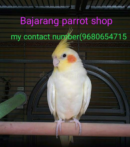 Bajrang Parrot Shop